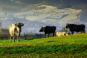Cows on pasture in the autumn, blue mountains and old fences in