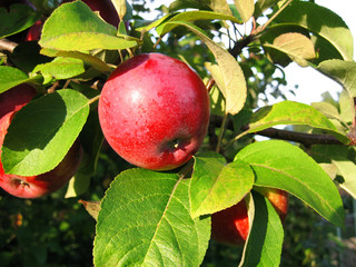 branch with red apple