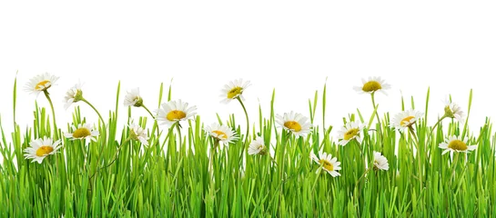 Photo sur Plexiglas Marguerites Grass and daisy flowers row