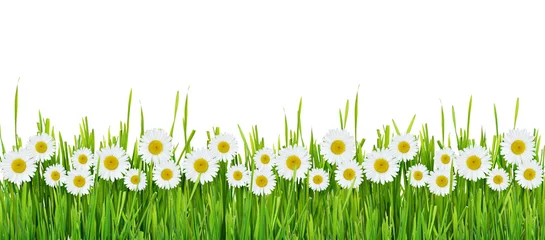 Poster Marguerites Grass and daisy flowers row