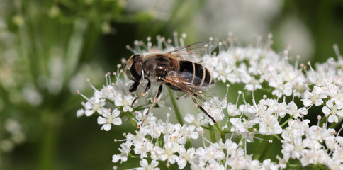 syrphus fly banner