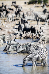 Fototapeta na wymiar Zebra's drink from a water hole