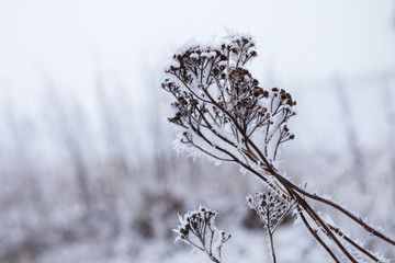 Snow covered plant in winter