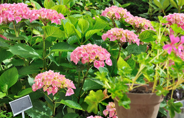 fleurs d'hortensia rose dans jardin 