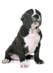 puppy american staffordshire terrier