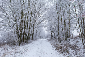 Winter trees  with frozen way