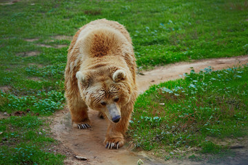 Big brown bear walking along road