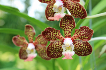Close-up of Orchid