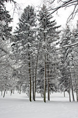 Snowy winter landscape