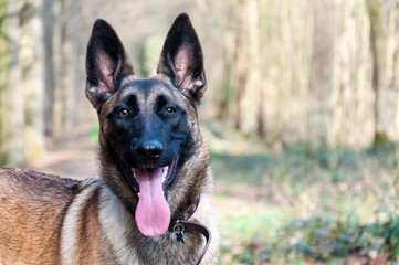 Belgian shepherd in the forest