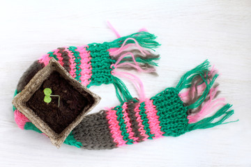 Fototapeta na wymiar warming technology for growth/ small green seedling in a pot wrapped in a scarf top view