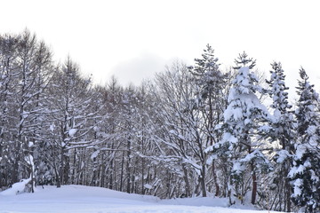 スキー場の林