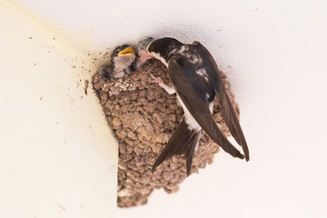la mamma porta il cibo ai suoi piccoli nel nido