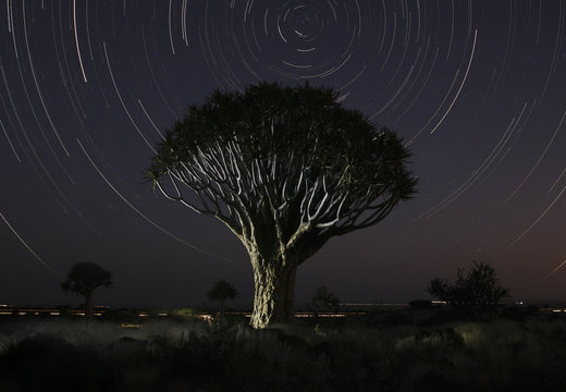 Quivertree under a star trail