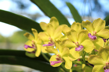 Close-up of Orchid