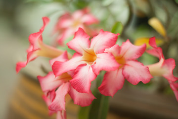 Fototapeta na wymiar tropical flower