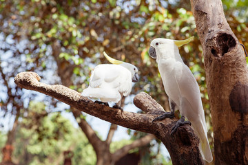 Two White Parrot Bird Mating on Wood, Cockatoo © redchanka