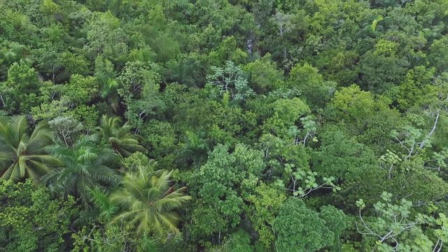 The tops of palm trees and tropical trees and a large beautiful waterfall from drone
