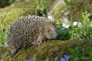 Igel erwacht