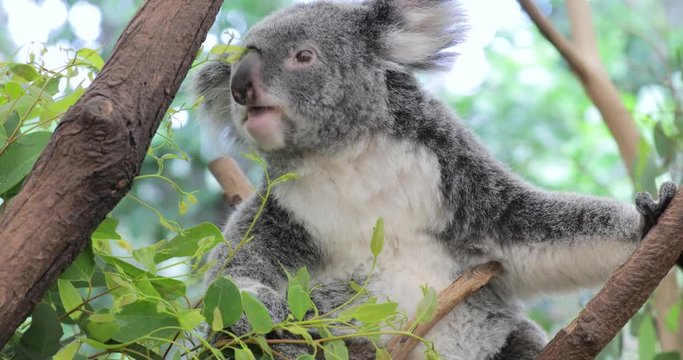 Cute koala bear eating green fresh eucalyptus leaves