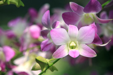 Naklejka na ściany i meble Close-up of Orchid