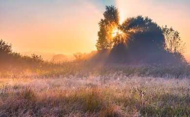 Foggy sunrise over grassy wild meadow