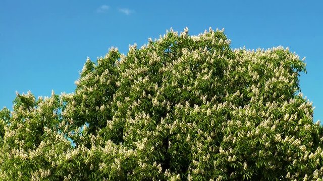 chestnut tree moving in a light breeze