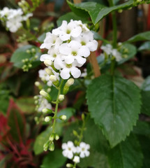 White duranta flowers