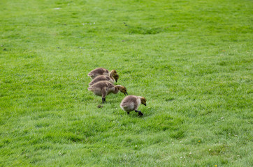 Baby Canada Geese