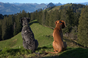 Hunde auf dem Berg