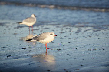 Möwe am Strand von Rügen