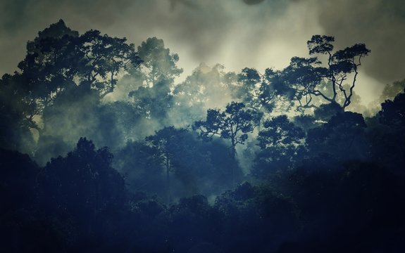 tropical rain deep forest, vintage filter image