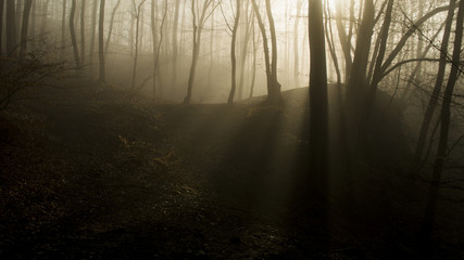 Obraz premium foggy forest
