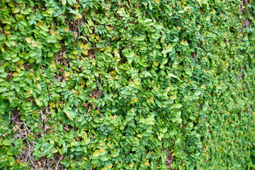 background of green leaves