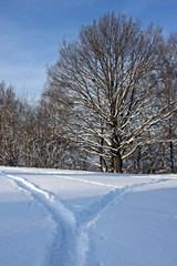 Snowy winter landscape