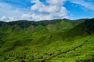 Tea Plantation