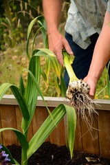 Elephant garlic (giant) being pulled from soil