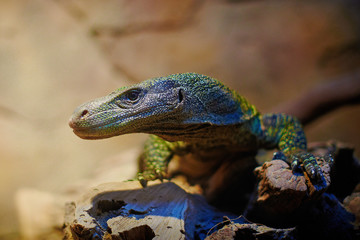 Varanus  closeup portrait