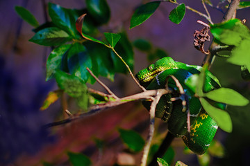 Green snake resting on tree