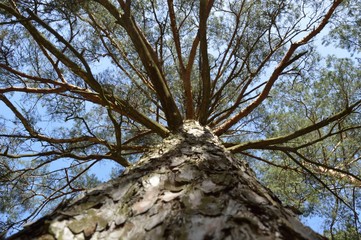 Trunk and divergent branches of the pine-tree from below

