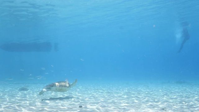 Unterwasser - Riff - Schildkröte - Suppenschildkröte - Schwamm - Taucher - Tauchen - Curacao - Karibik - 4K