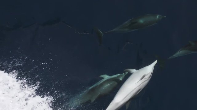 Pod of dolphins swimming underwater