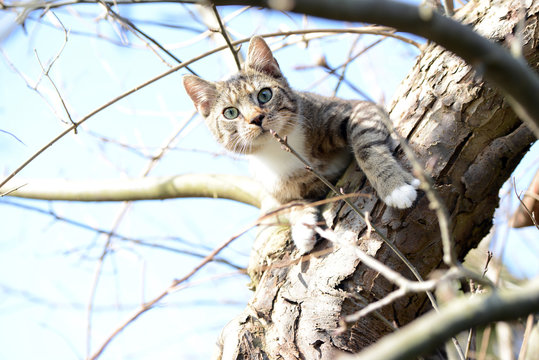 young grey cat sitting in apple tree watching out for birds. my own cat.