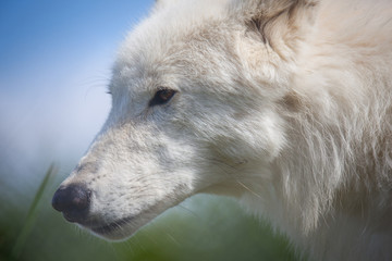 Obraz premium White wolf