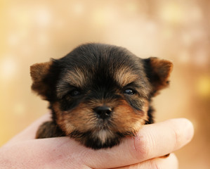 Yorkshire Terrier puppy