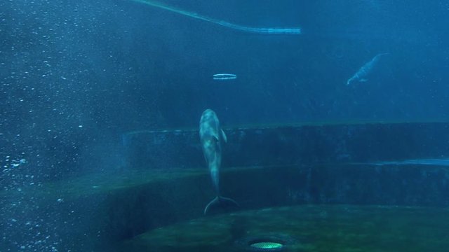 A dolphin making air ring underwater