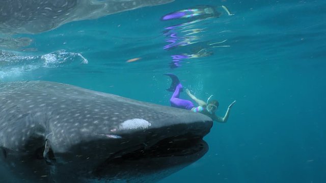 Whale Shark (Rhincodon typus) and a skindiver in a mermaid costume, Isla Mujeres, Mexico, Sep 2016