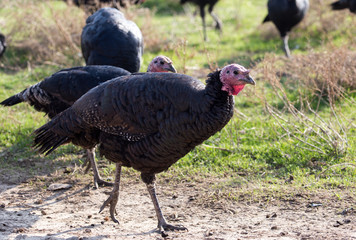 farm turkeys outdoors
