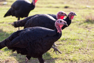 farm turkeys outdoors
