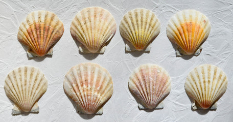 Seashells collection
